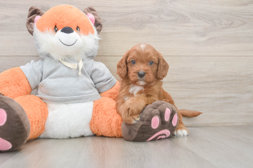5 week old Cavapoo Puppy For Sale - Lone Star Pups
