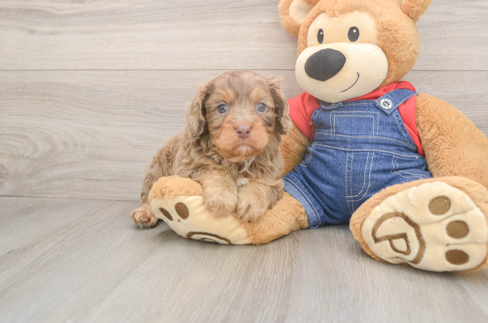 6 week old Cavapoo Puppy For Sale - Lone Star Pups