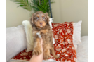 Cute Cavapoodle Poodle Mix Puppy