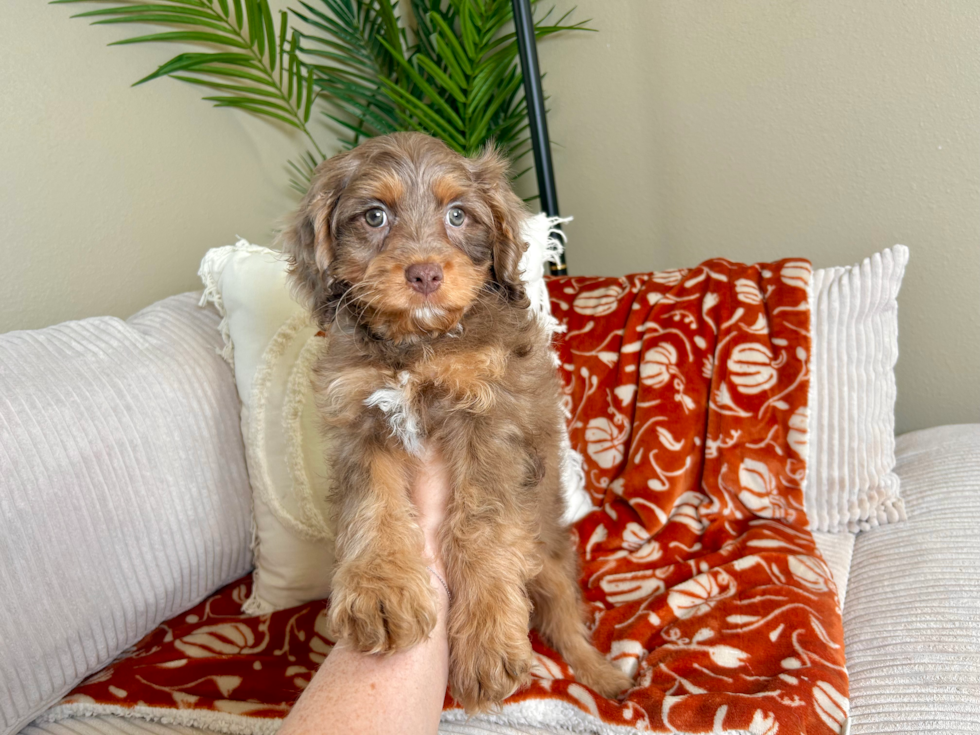 Cute Cavapoodle Poodle Mix Puppy