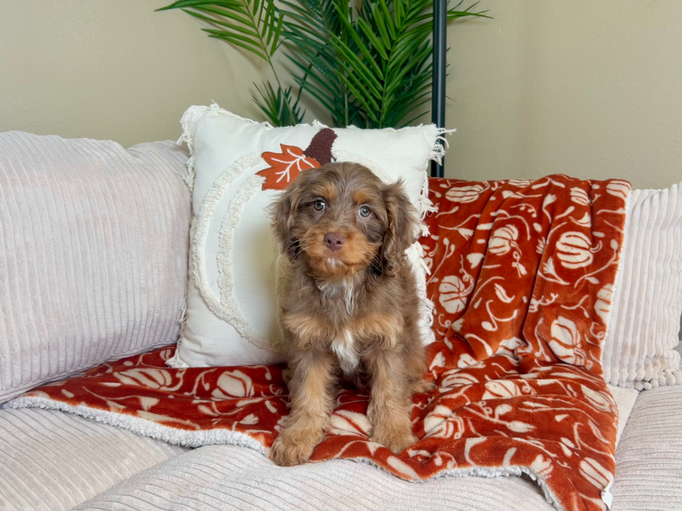 Cavapoo Pup Being Cute