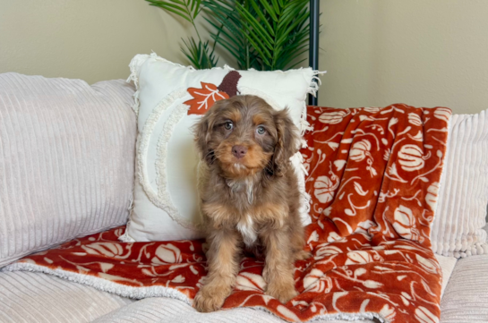 9 week old Cavapoo Puppy For Sale - Lone Star Pups Cavapoo Pup Being Cute