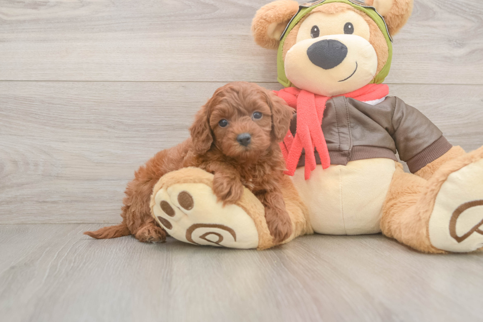 Popular Cavapoo Poodle Mix Pup