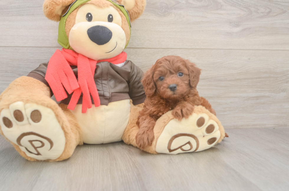 5 week old Cavapoo Puppy For Sale - Lone Star Pups