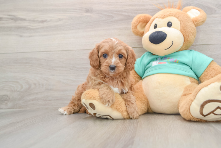 Playful Cavapoodle Poodle Mix Puppy