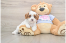 Cavapoo Puppy for Adoption