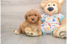 Playful Cavapoodle Poodle Mix Puppy