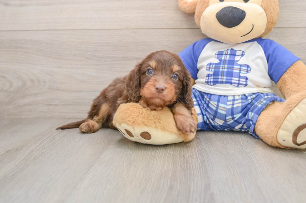 Energetic Cavoodle Poodle Mix Puppy