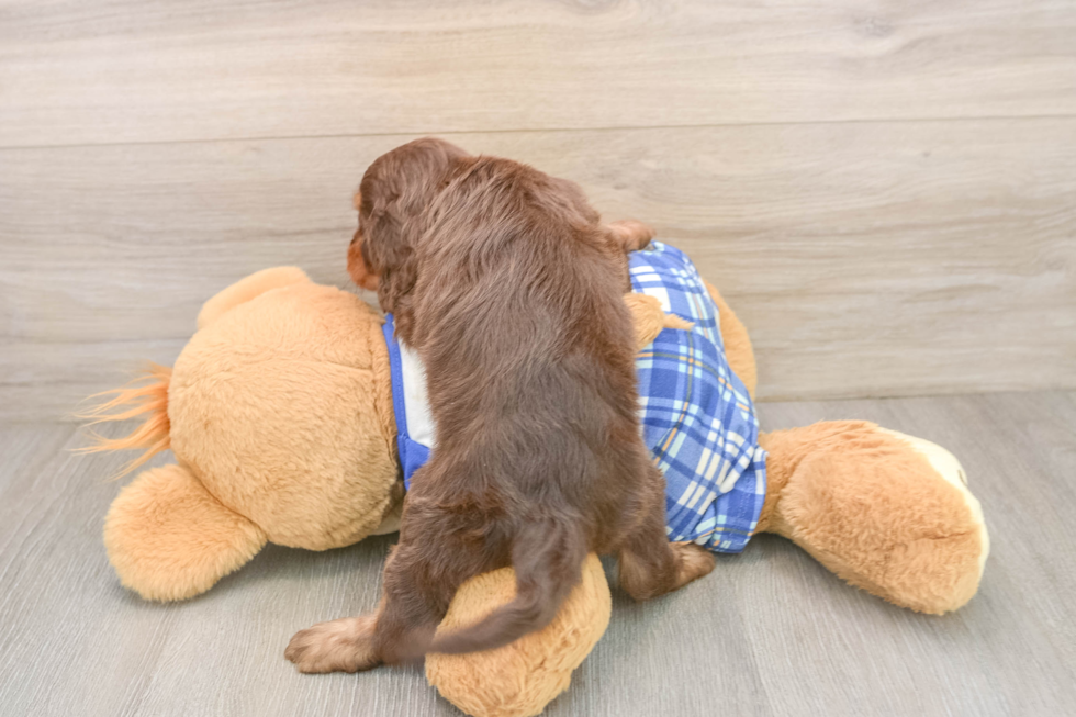Happy Cavapoo Baby
