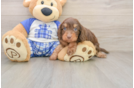 Cute Cavapoo Baby