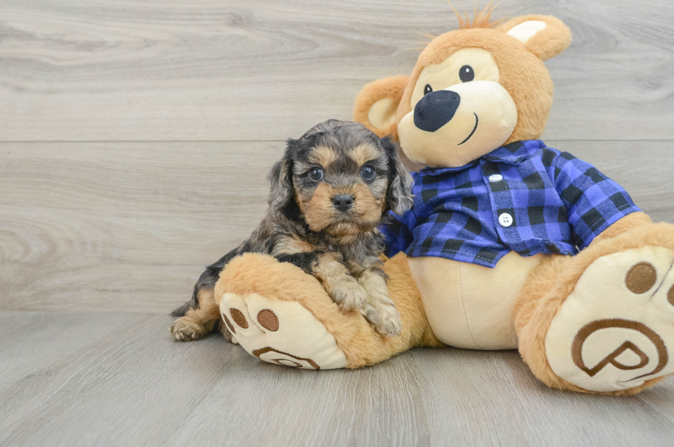 5 week old Cavapoo Puppy For Sale - Lone Star Pups