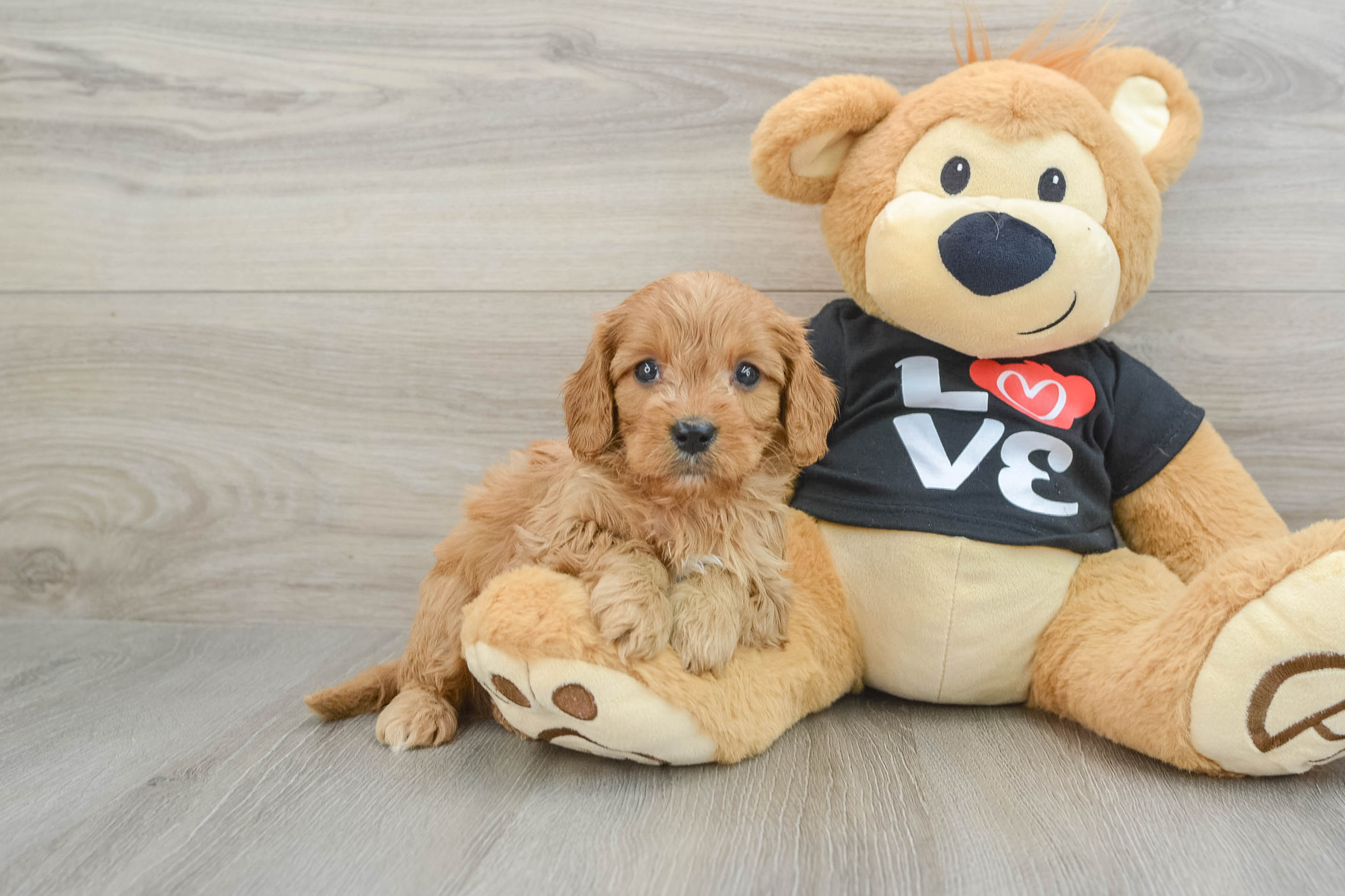 Cavapoo Pup Being Cute