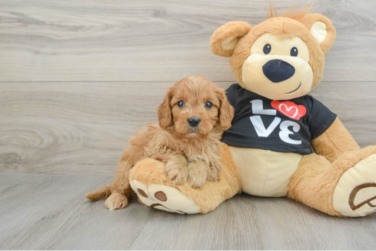 Cavapoo Pup Being Cute