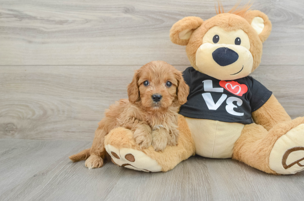 5 week old Cavapoo Puppy For Sale - Lone Star Pups