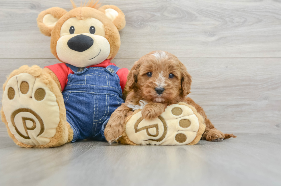 5 week old Cavapoo Puppy For Sale - Lone Star Pups