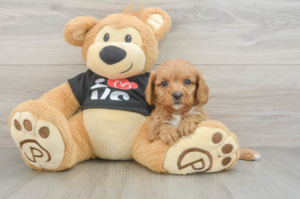 7 week old Cavapoo Puppy For Sale - Lone Star Pups