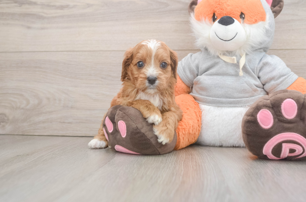 5 week old Cavapoo Puppy For Sale - Lone Star Pups