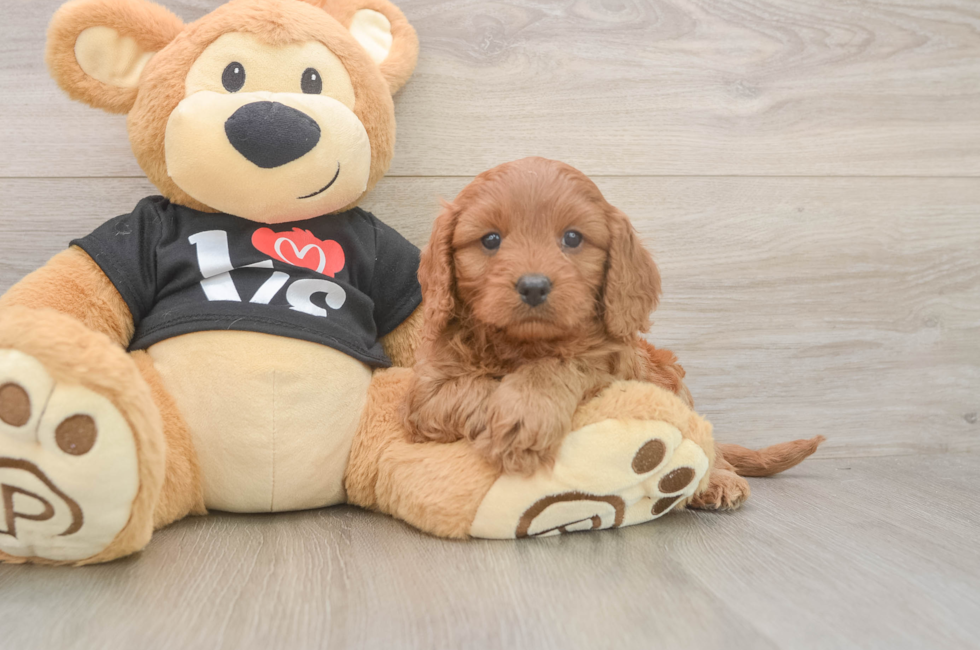 5 week old Cavapoo Puppy For Sale - Lone Star Pups