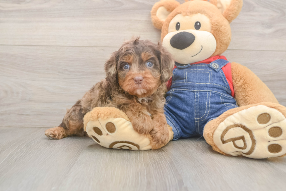 Meet Bodega - our Cavapoo Puppy Photo  1/3 - Lone Star Pups Happy Cavapoo Baby