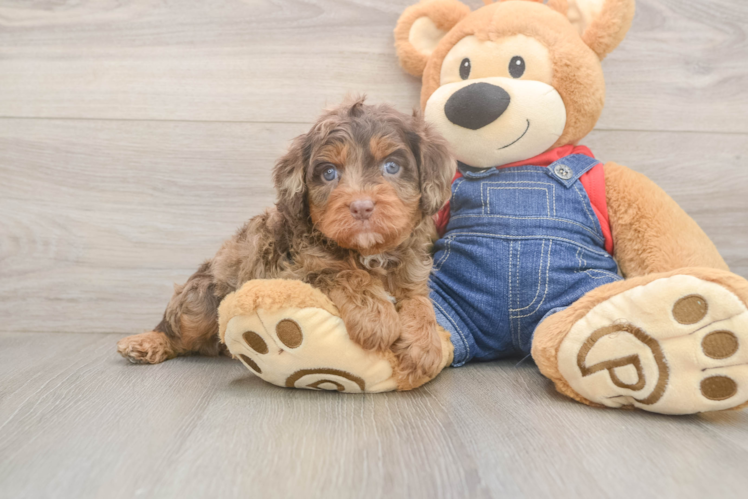 Meet Bodega - our Cavapoo Puppy Photo  1/3 - Lone Star Pups Happy Cavapoo Baby