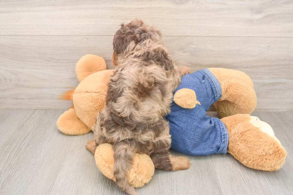 Meet Bodega - our Cavapoo Puppy Photo  3/3 - Lone Star Pups Little Cavipoo Poodle Mix Puppy