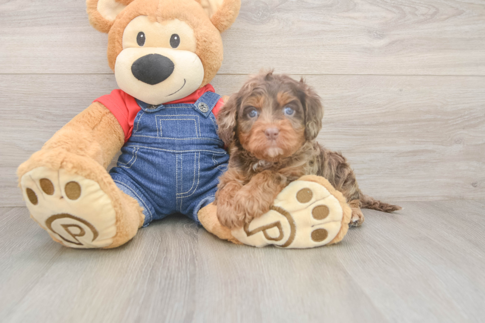 Meet Bodega - our Cavapoo Puppy Photo  2/3 - Lone Star Pups Cavapoo Pup Being Cute