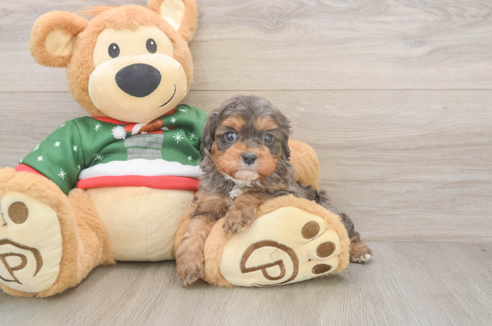 5 week old Cavapoo Puppy For Sale - Lone Star Pups