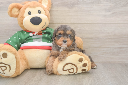 Cavapoo Pup Being Cute