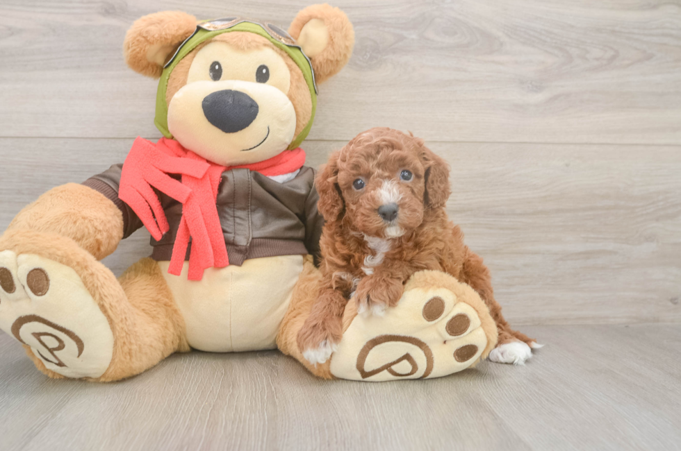 5 week old Cavapoo Puppy For Sale - Lone Star Pups