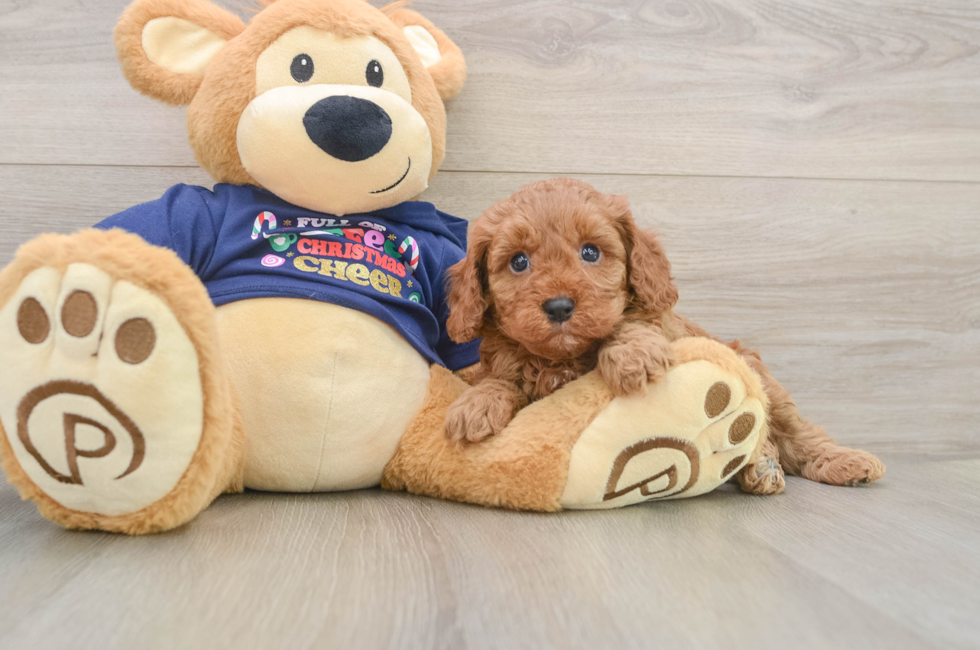 5 week old Cavapoo Puppy For Sale - Lone Star Pups