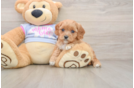 Hypoallergenic Cavadoodle Poodle Mix Puppy