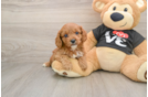 Cavapoo Puppy for Adoption