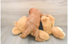 Fluffy Cavapoo Poodle Mix Pup
