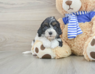 8 week old Cavapoo Puppy For Sale - Lone Star Pups