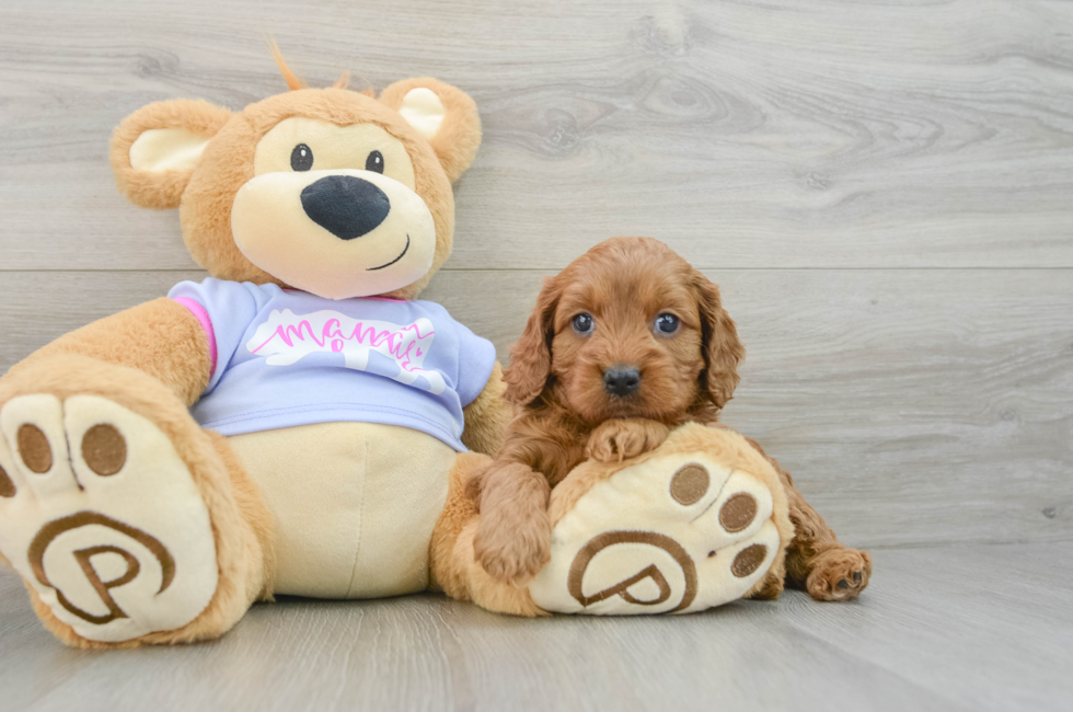 6 week old Cavapoo Puppy For Sale - Lone Star Pups