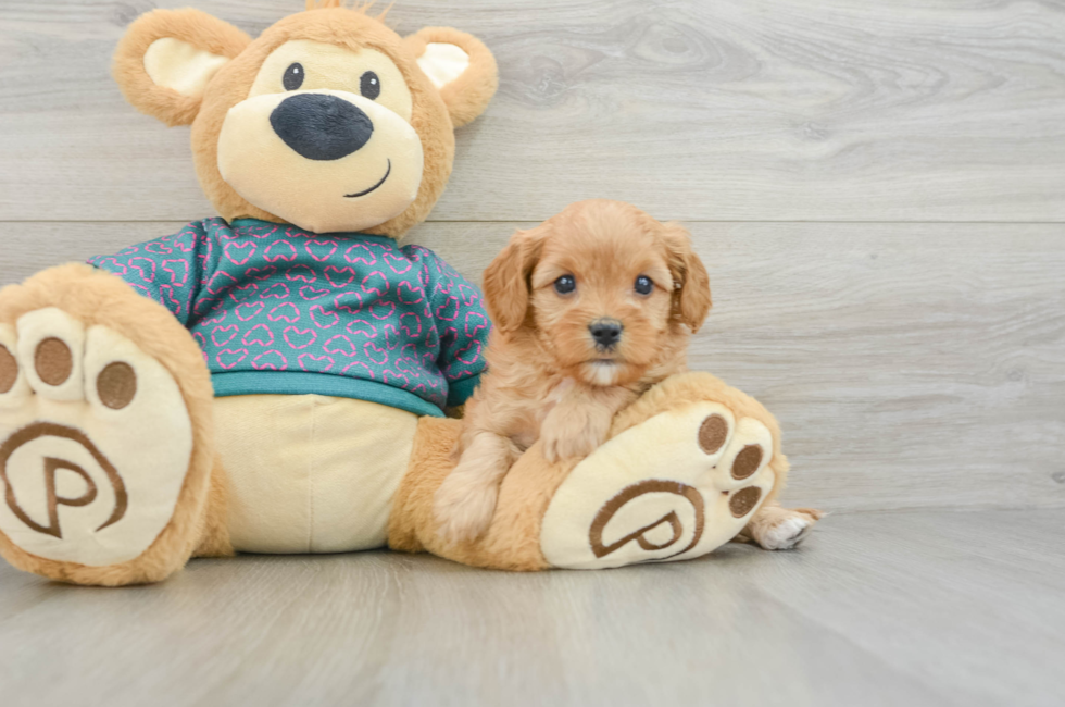 6 week old Cavapoo Puppy For Sale - Lone Star Pups