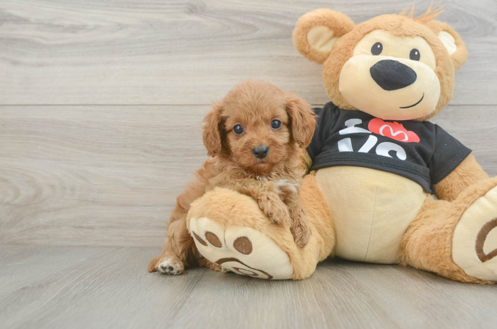 7 week old Cavapoo Puppy For Sale - Lone Star Pups