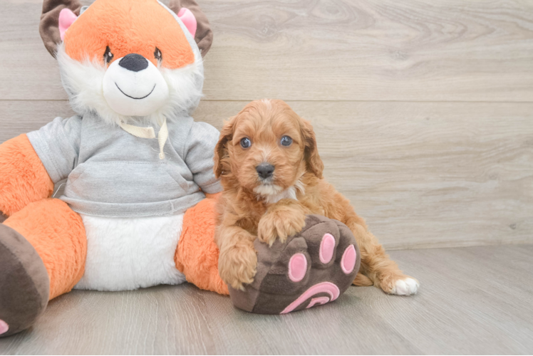 Best Cavapoo Baby