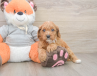 8 week old Cavapoo Puppy For Sale - Lone Star Pups