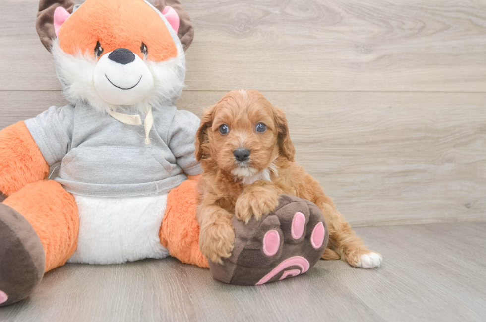 5 week old Cavapoo Puppy For Sale - Lone Star Pups