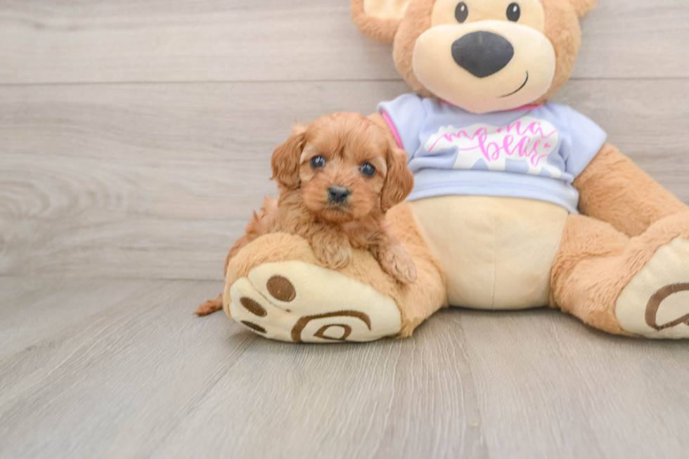 Playful Cavapoodle Poodle Mix Puppy