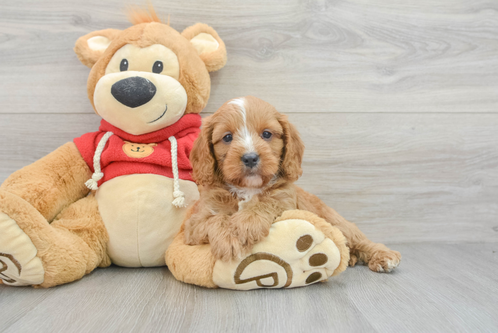 Cavapoo Puppy for Adoption