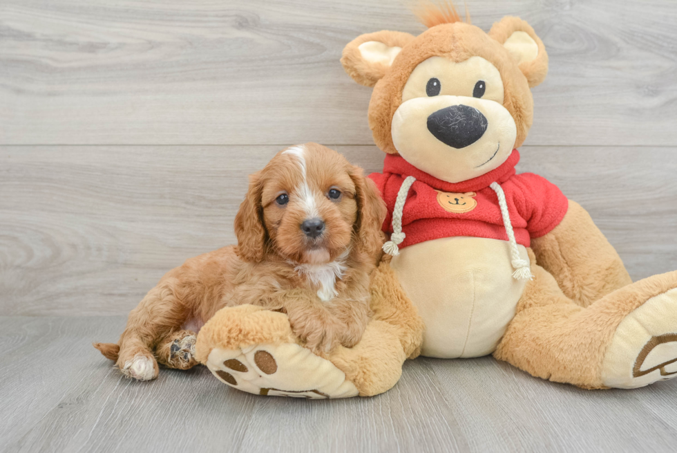 Cavapoo Puppy for Adoption