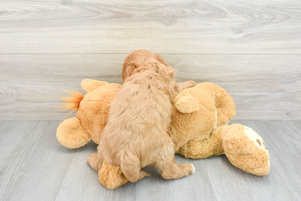 Smart Cavapoo Poodle Mix Pup