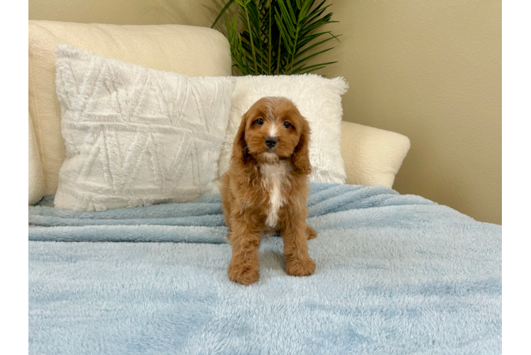 Cavapoo Pup Being Cute