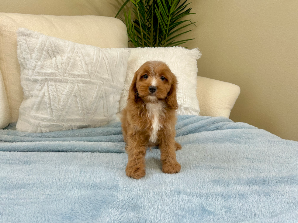 Cavapoo Pup Being Cute