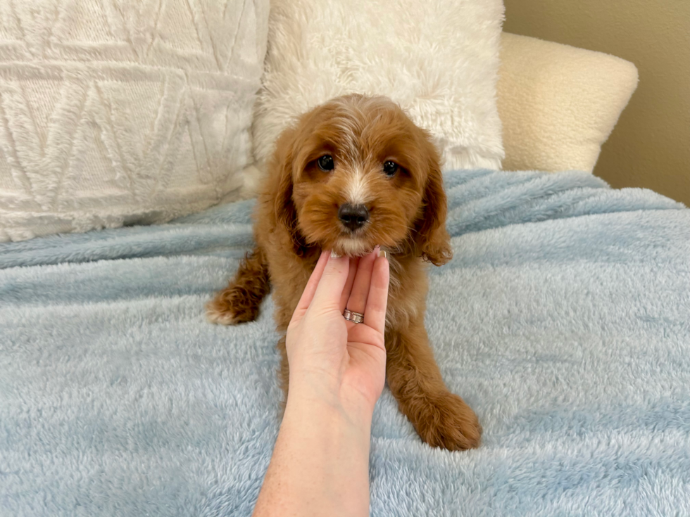 Cute Cavapoo Poodle Mix Pup