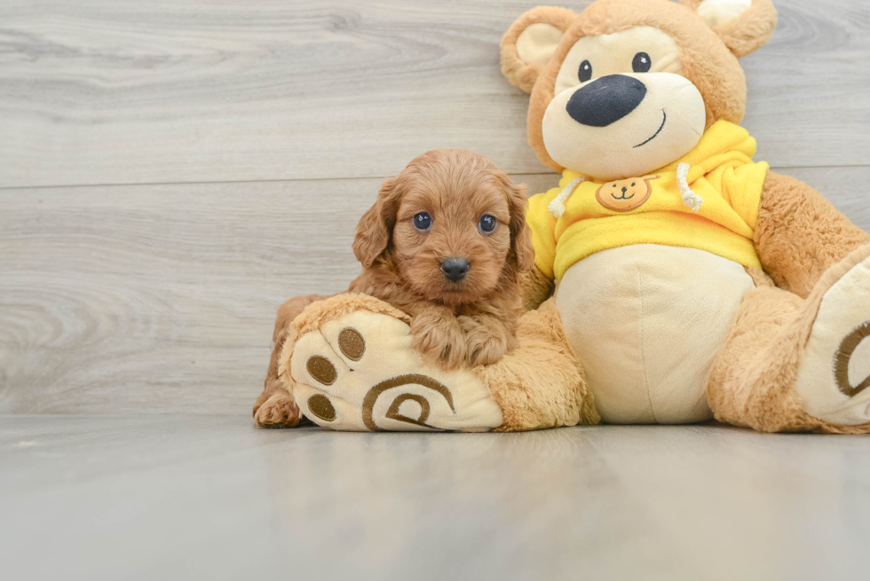 Best Cavapoo Baby