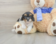 8 week old Cavapoo Puppy For Sale - Lone Star Pups