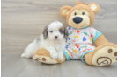Funny Cavapoo Poodle Mix Pup